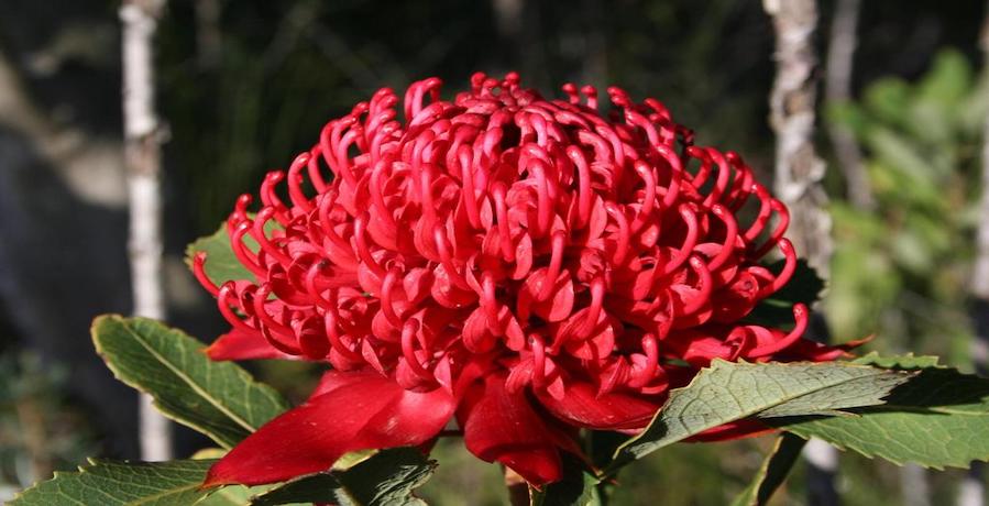 fiore-australiano
